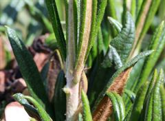 R.roxieanum Dawyck 1122 